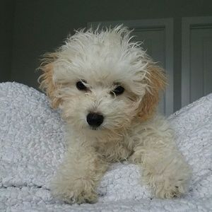 Meet your Posher, Riley